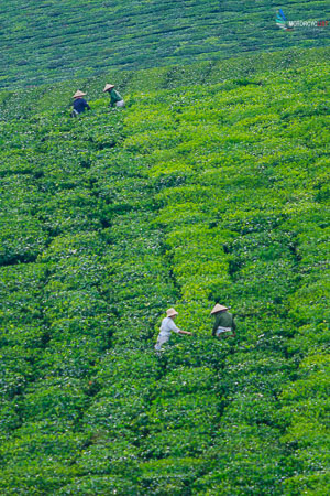 Motorbike tour to Moc Chau