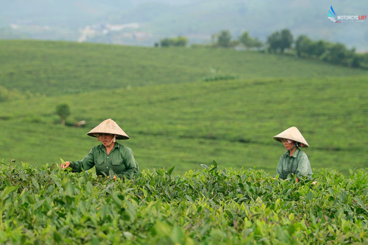 Moc Chau motorbike travel
